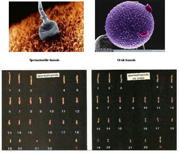 Cellules reproductrices de l'Homme et leur caryotype.Cliquer sur l'image pour l'agrandir.